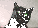 Saprykin Igor's Avatar