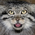 Basilius's Avatar