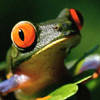ranita_colombianita's Avatar