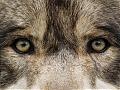 verewolf's Avatar
