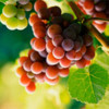 Vinogradinka's Avatar