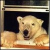 Umka_NN's Avatar